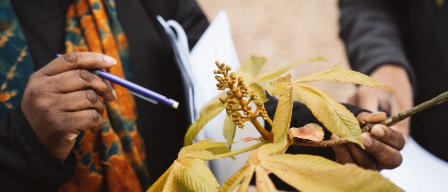 Close-up of a person's hand studying a plant with a pencil in the other hand