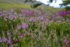 Scottish Heather