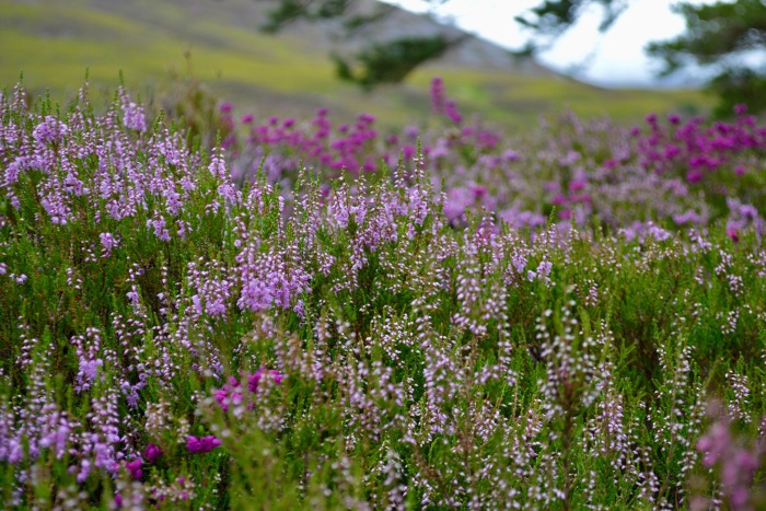 Scottish Heather